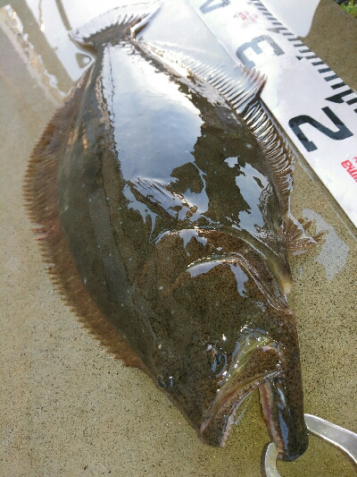 今季初ヒラメ50センチ弱1投目でゲット！