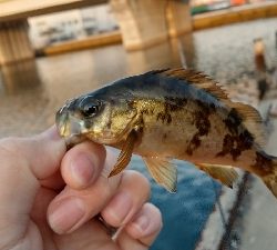 2020年4月6日釣行in箱崎ふ頭