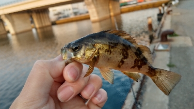 2020年4月6日釣行in箱崎ふ頭