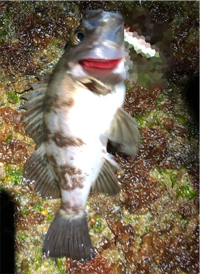 とある小雨混じりのメバリング