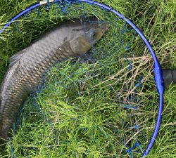 用水路のカープフィッシング