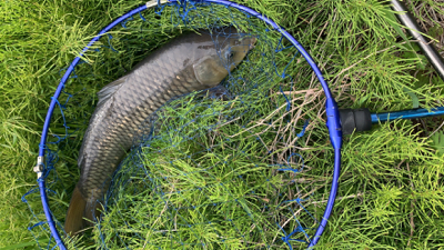 用水路のカープフィッシング