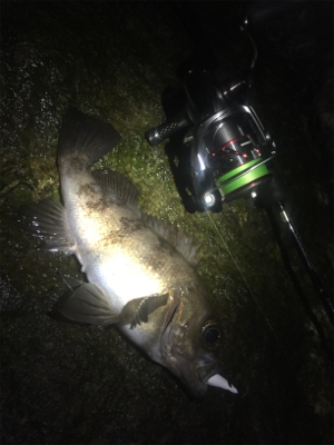 爆風メバリング