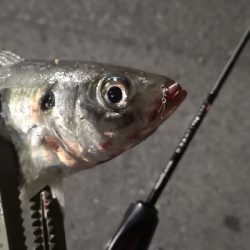 アジング 練習 132