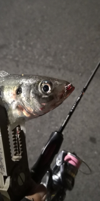 アジング 練習 132