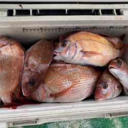 明石　　鯛サビキ