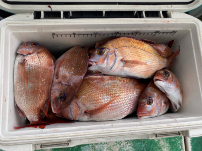 明石　　鯛サビキ