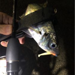 雨上がりアジング♪