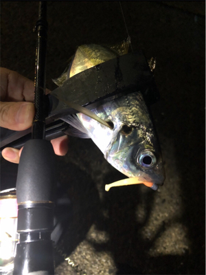 雨上がりアジング♪