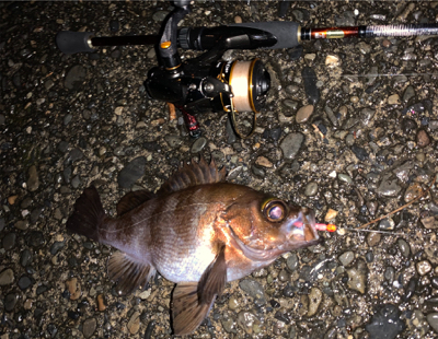 小雨の中、春告魚