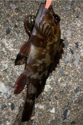 とある早朝のシャローエリア