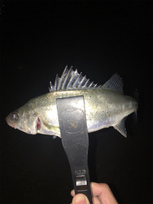 なんとか１キャッチ