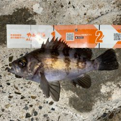 春になったらここ