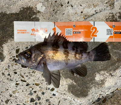 春になったらここ