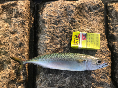 ジグサビキ で鯖！