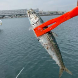 ホームでイワシ爆釣!