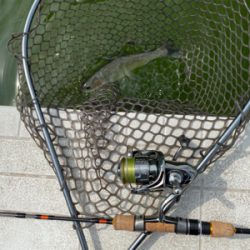 服部緑地プールトラウト