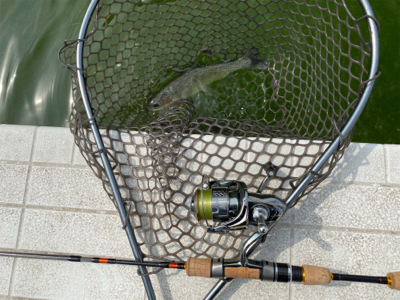 服部緑地プールトラウト