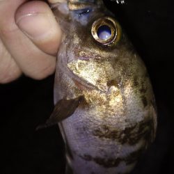 ナイトメバリング