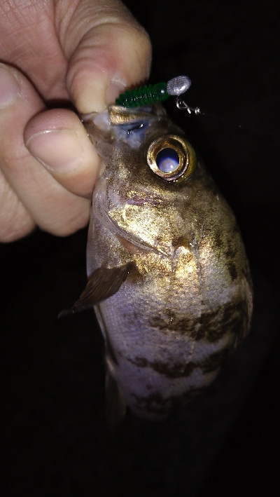 ナイトメバリング