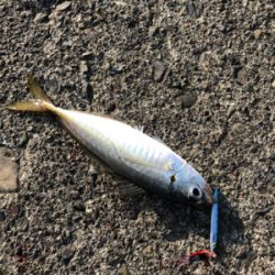 マイクロシュア