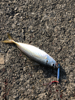 マイクロシュア