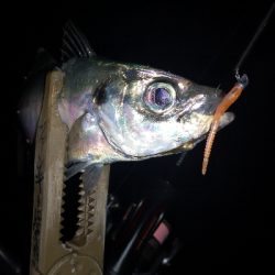 アジング 練習 133