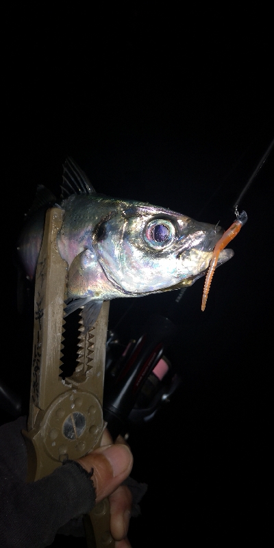 アジング 練習 133