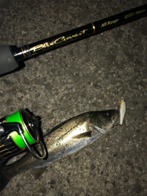 ビーフリーズでシーバス