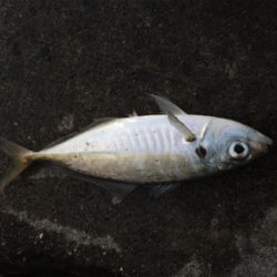 ジグサビキ最強