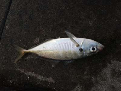 ジグサビキ最強