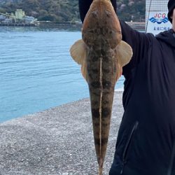 フラットフィッシュ