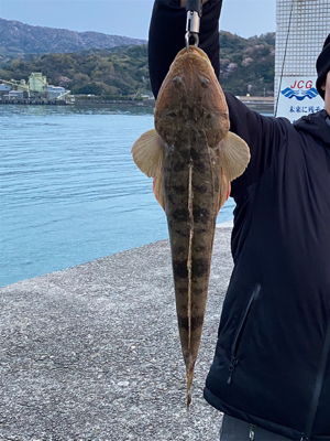 フラットフィッシュ