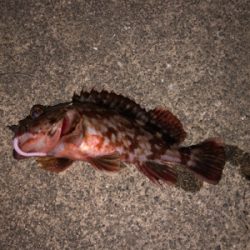 たまにはダウンショットで・・・