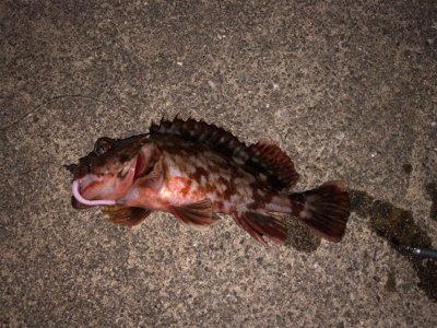 たまにはダウンショットで・・・