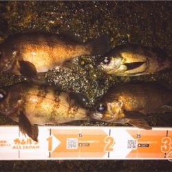 メバルは元気みたいです