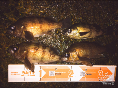 メバルは元気みたいです