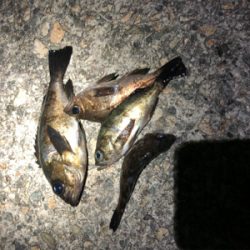 アジは入ってこず、メバリング