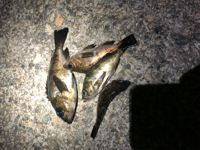 アジは入ってこず、メバリング