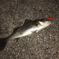 沖シーバス2週目