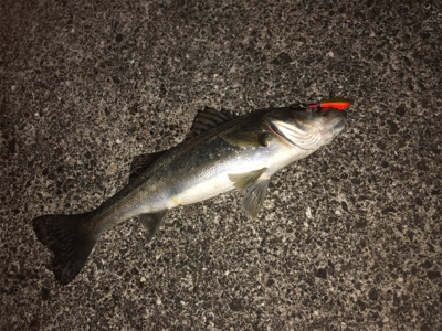 沖シーバス2週目