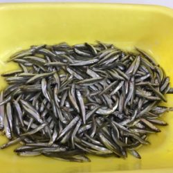 稚鮎フィーバー