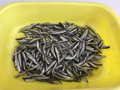 稚鮎フィーバー