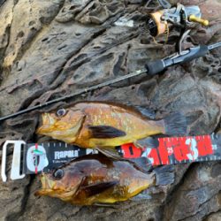 デイメバルにて尺… ない