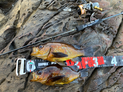 デイメバルにて尺… ない