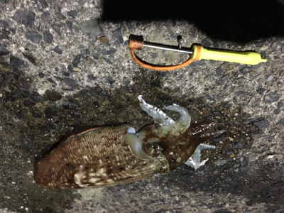 コウイカ に出会えた