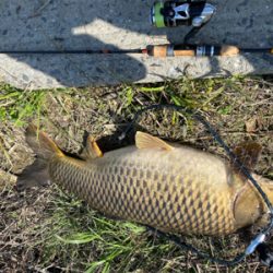 色々な事が自粛なので誰もいない川でカープフィッシング