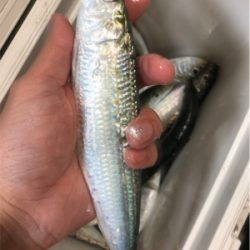 でっかいマイワシ♪