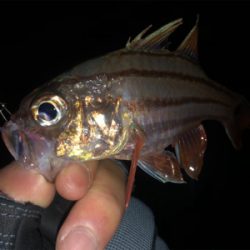 尾鷲　ライトゲーム