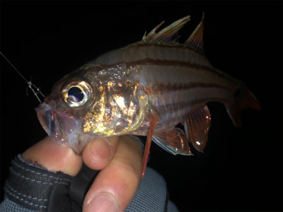 尾鷲　ライトゲーム